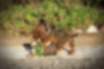 Cachorro dachshund standard jugando con una cesta de flores