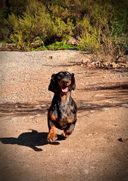 Cachorros salchichas exóticos