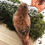 Miniature : Oiseau de décoration