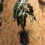Miniature : Alacasia plante verte