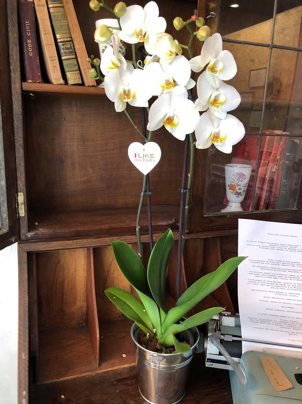 Miniature : Orchidée Phalaenopsis