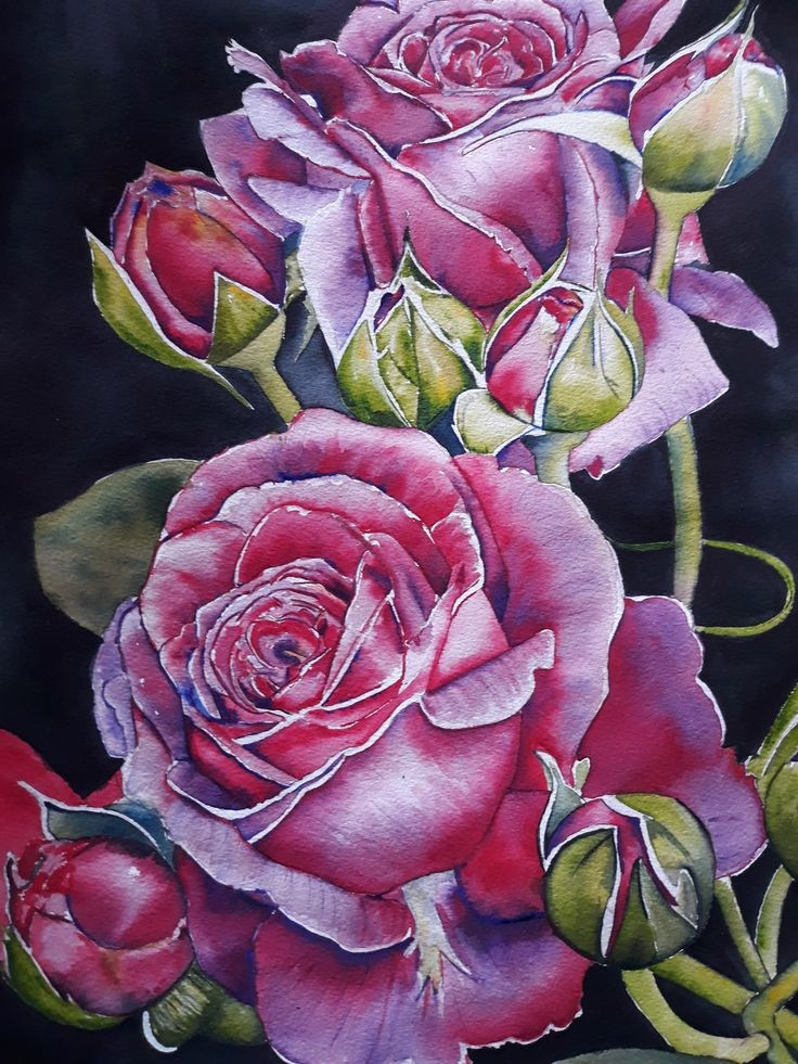 Pink Roses