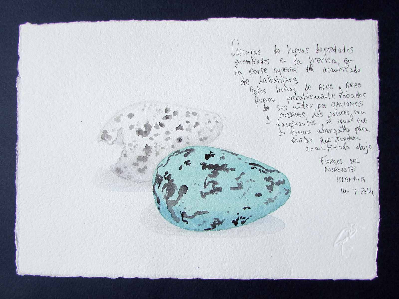 Huevos de Alca y Arao