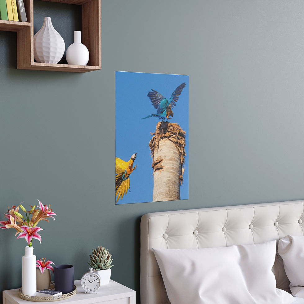 Thumbnail: "Battle of the Brightest" – Vibrant Macaw Art Print