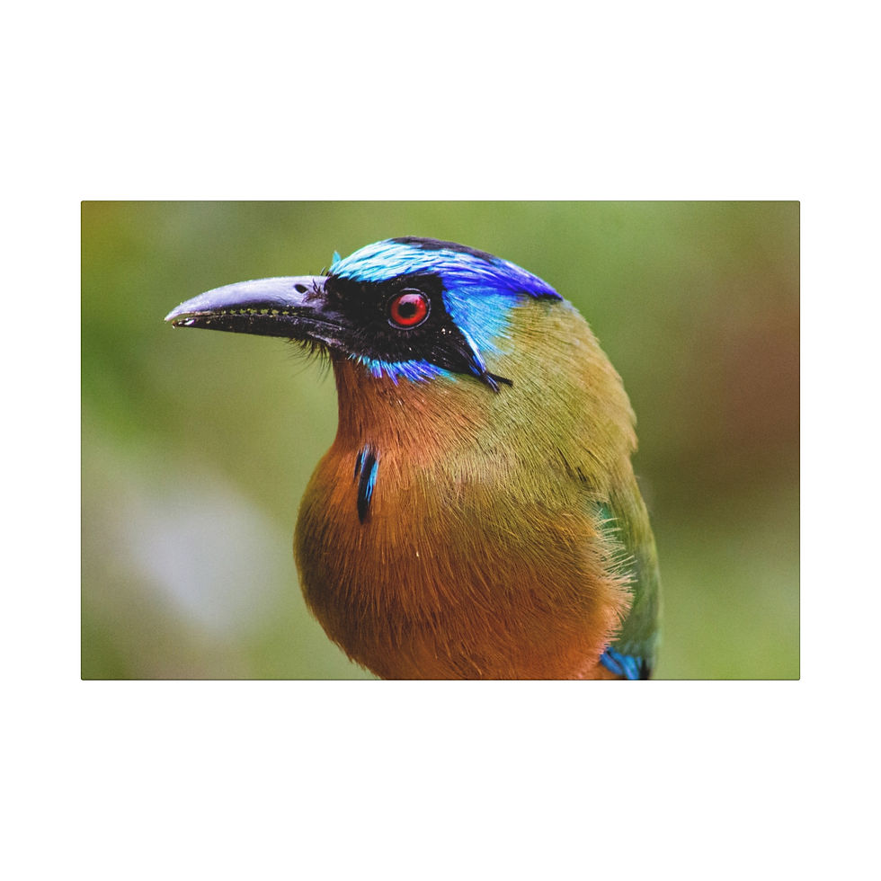 Thumbnail: "Jewel of the Tropics" – Trinidad Mot Mot Canvas | Home Decor & Bird Lovers 