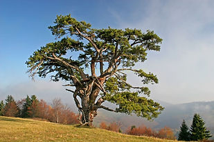 bor-jutro-2.jpg