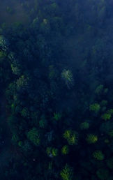 top-view-colorful-mixed-forest-shrouded-morning-fog-beautiful-autumn-day_1153-3816_edited.