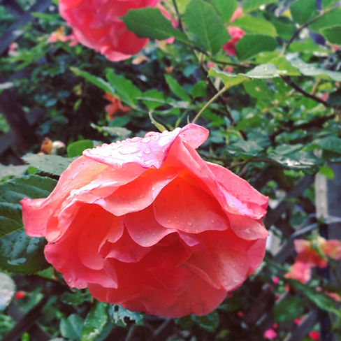 Flower resize.JPG
