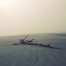 beach tree resize.jpg