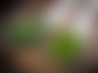 Espirulina: conheça suplemento que vai mudar sua relação com os exercícios físicos