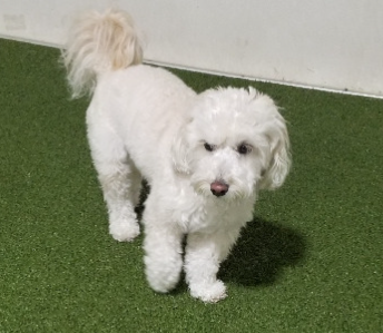 Mochi