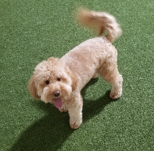 Finn