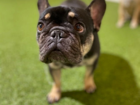 My dog has diarrhea! What can I do?