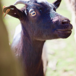 Hof ter Lo dieren