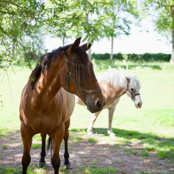 Hof ter Lo koets paarden