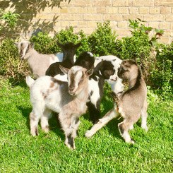 Hof ter Lo dieren