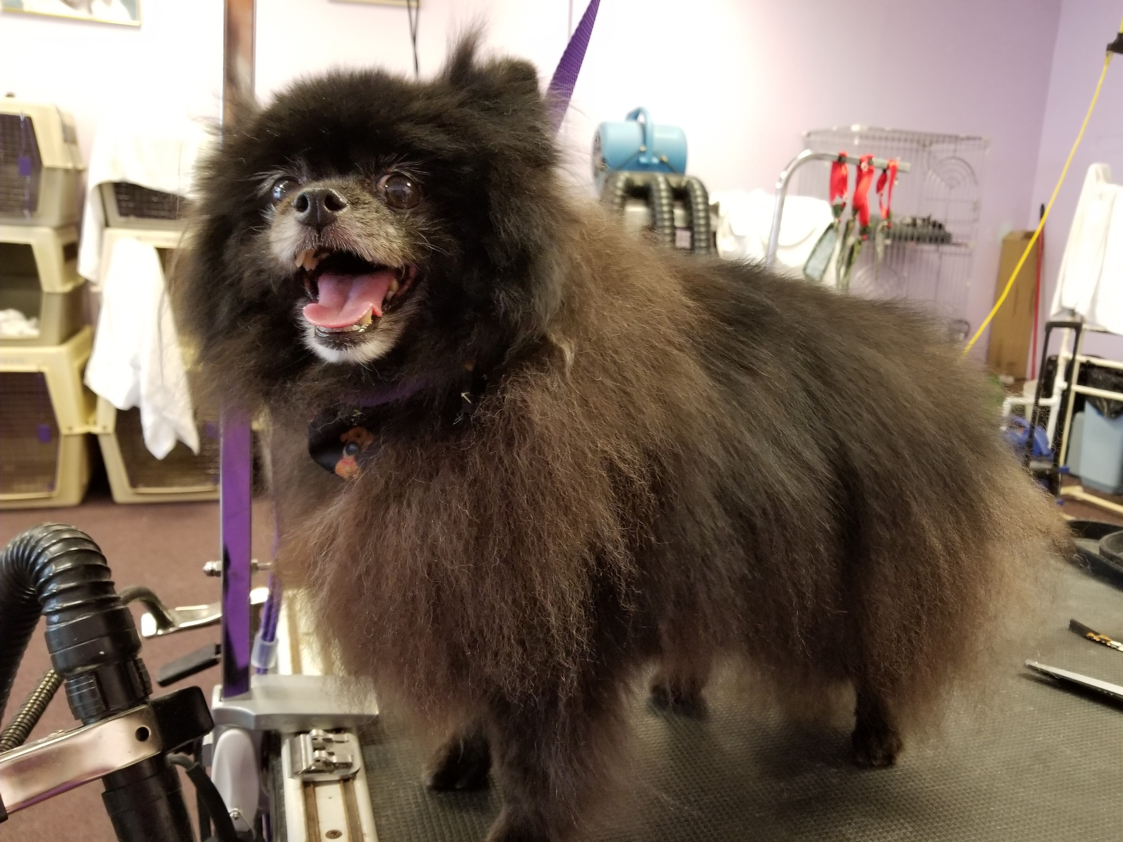 The Mobile Grooming Room