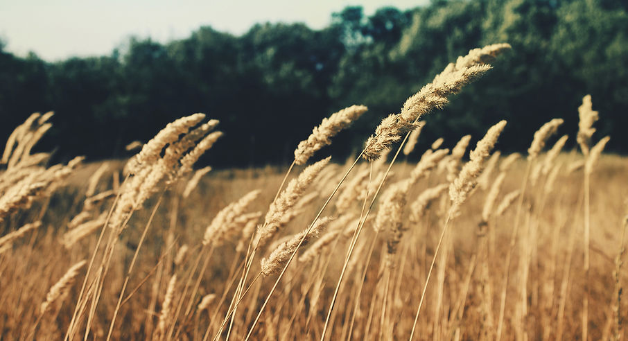 Wheat Field_edited.jpg
