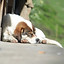 Sleeping Dog_edited.jpg