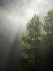 Wald