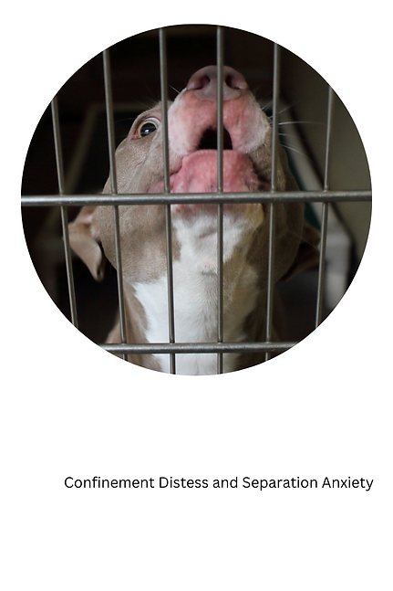 Anxious dog showing signs of panic in crate with separation anxiety.
