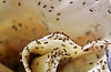 Untitled design (8).png