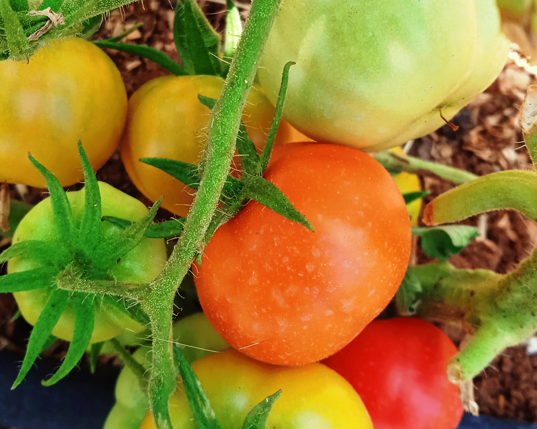 Fresh Produce Lefkada