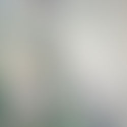 The Rose and the Butterfly - A Love Story | Sketch of a Lily