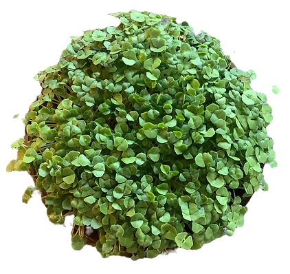 Chia Sprossen