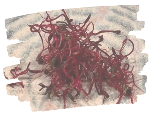 rote Rüben Sprossen
