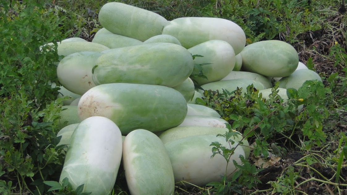 Melancias cultivadas em Arari. Produção de 2024.