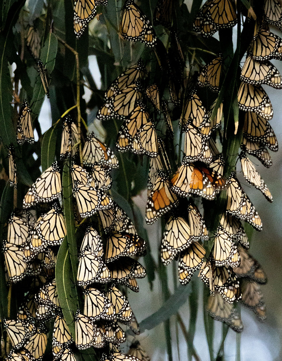 monarch butterflies on tree