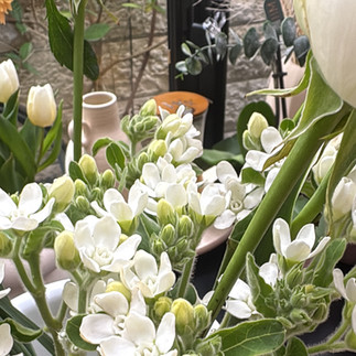 קולקצית פרחי החורף של נועה בר Late Bloomer