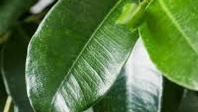 Weeping Fig (Benjamina Ficus)