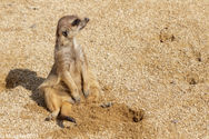 Erdmännchen, Tier