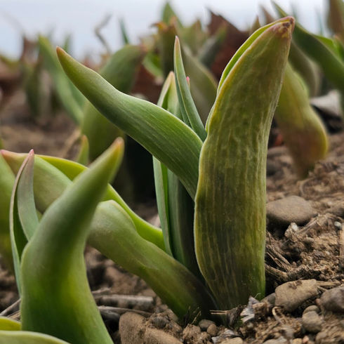 New tulip season starting soon at JP Niagara Tulip Experience in Pelham. Stay updated on the best time to visit our tulip farm near Niagara Falls, Buffalo, and the GTA with over 2 millions tulips.