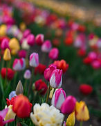 2025Tulips-76.jpg