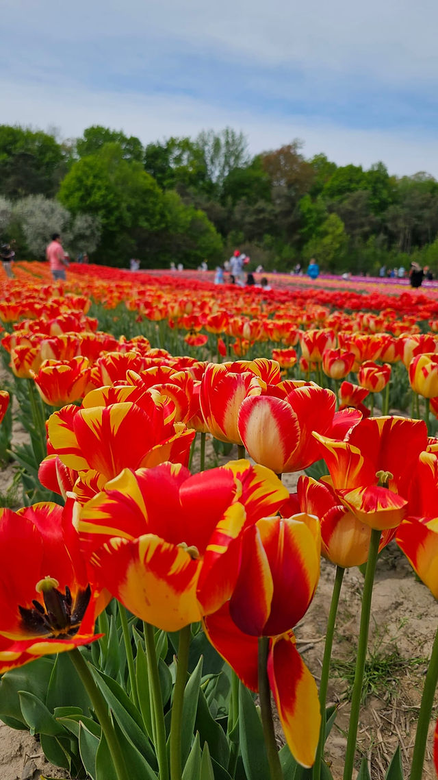 Contact Us | JP Niagara Tulip Experience in Fenwick, Ontario