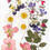 Thumbnail: Dried Flowers Dry Plants Resin Mold Fillings UV Epoxy Flower for Nail Art 