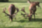 Red Deer Sire