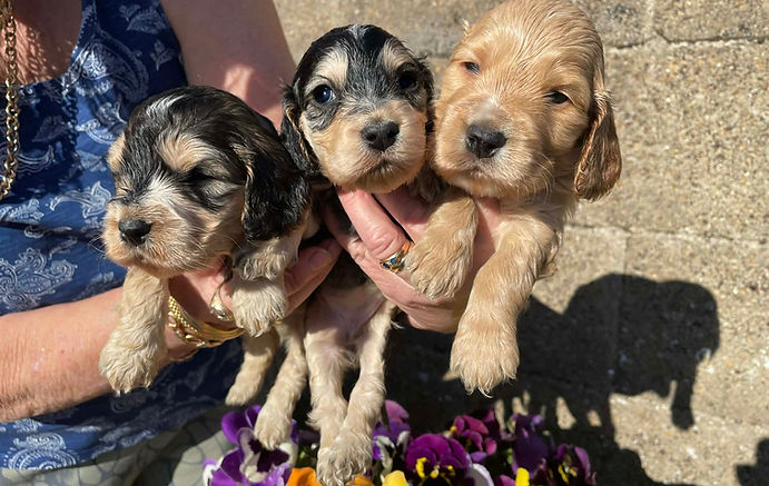 Our beautiful Cockerpoo pups have arrived safely!
