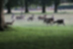 Wild Scottish Stag