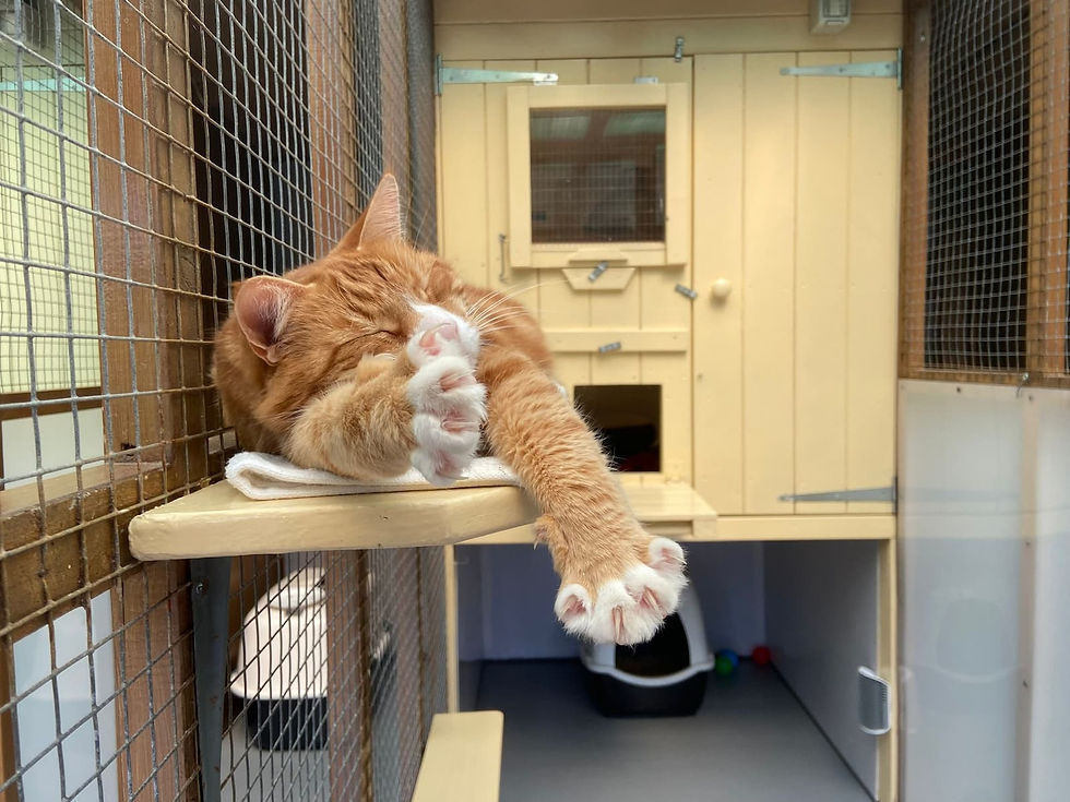 Cat asleep on a shelf at The Garden Mews