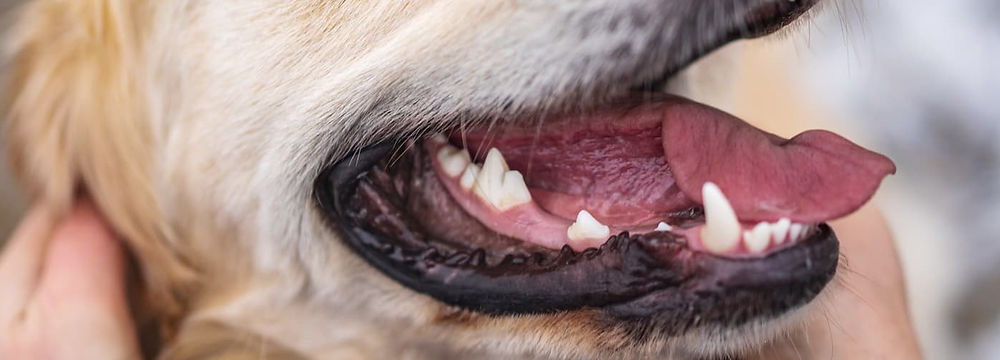 Dog showing his clean teeth