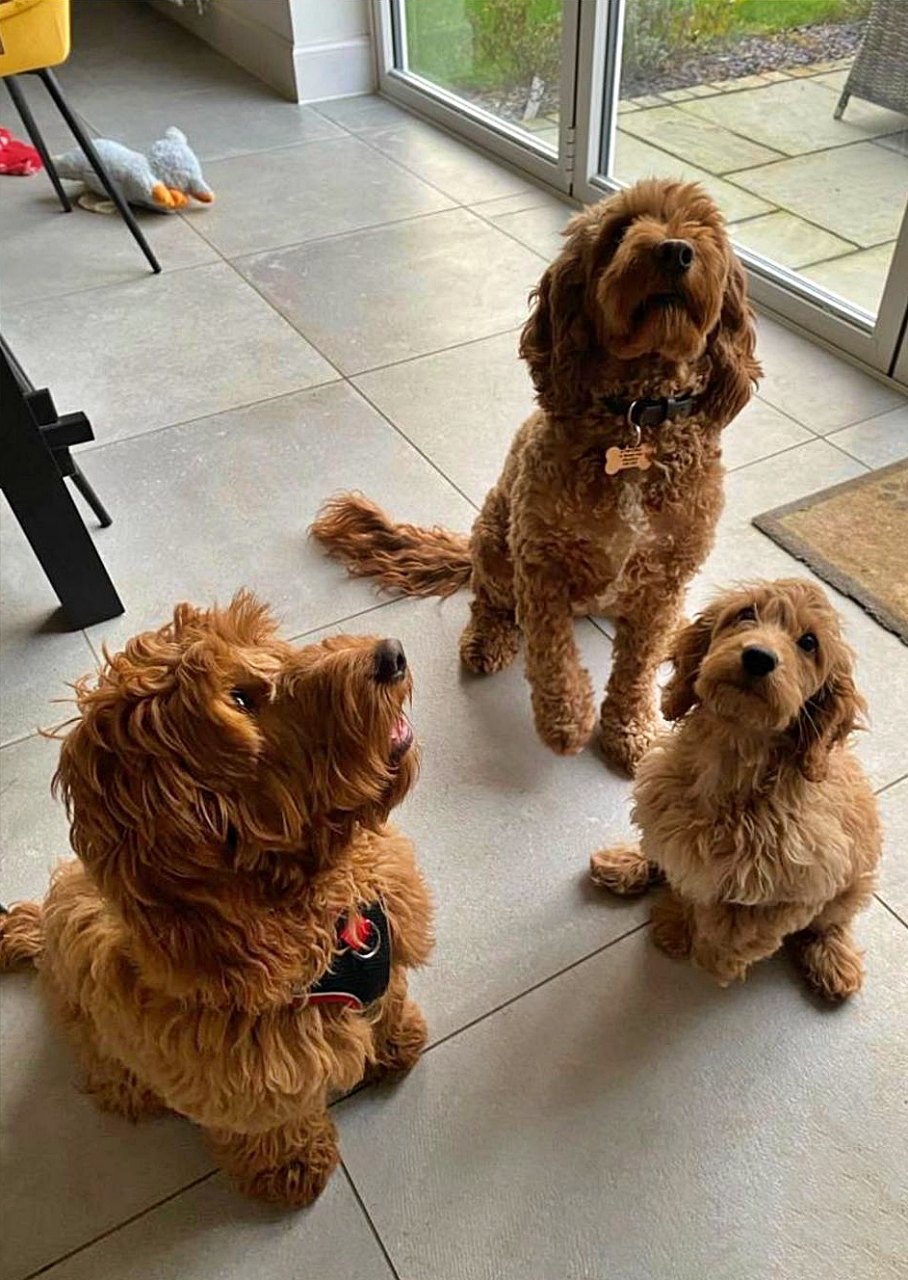 Cockapoo website 2025