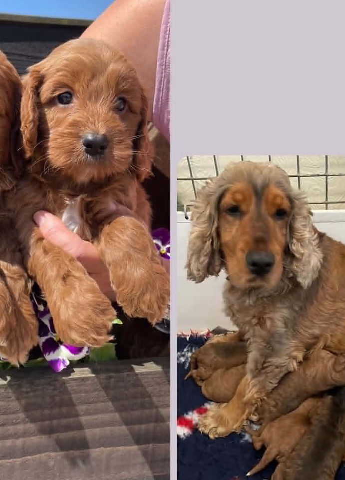 Top quality Cockerpoo puppies