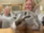 Memebers of the Team at The Garden Mews Cattery