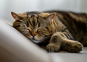 close-up-cat-sleeping.webp