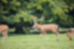 Wild Scottish Stag