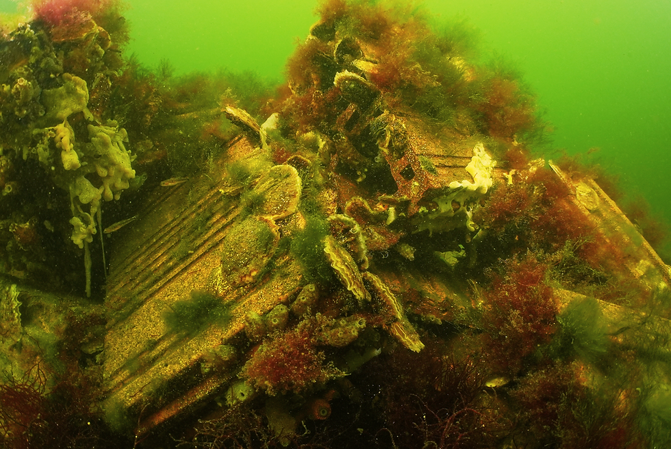 Mother Reef with Oysters